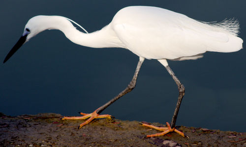 Close-up of white bird perching on shore