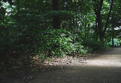 Plants growing in forest