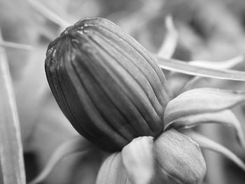 Close-up of flowering plant