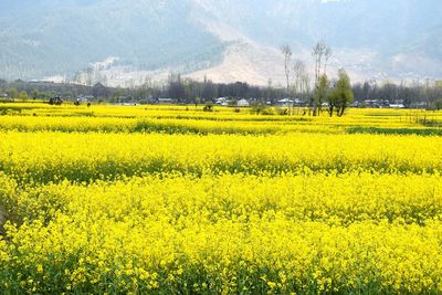 View of yellow flowers in field