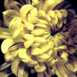 Macro shot of yellow flower