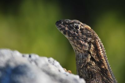 Close-up of a lizard on a rock