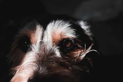 Close-up portrait of dog