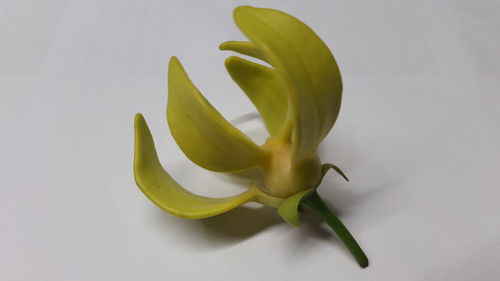 High angle view of green leaf on white background