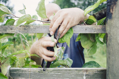 Close-up of man holding plant