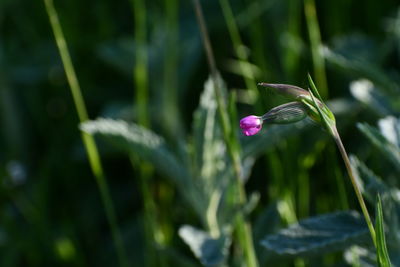 Close-up of purple flowering plant