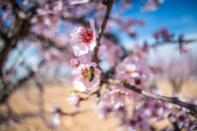 Close-up of pink cherry blossoms