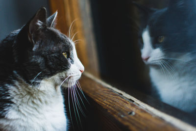 Close-up of kitten sitting