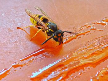 Close-up of insect on orange