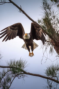 Flying adult bald eagle haliaeetus leucocephalus flies near his nest on marco island, florida 