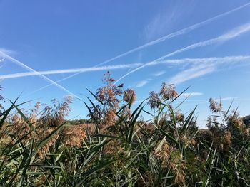 Low angle view of plants growing on field against sky