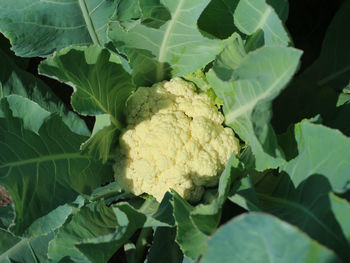 Close-up of fresh green leaves