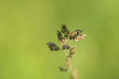 animal wildlife