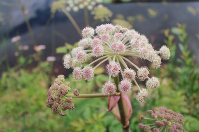 Close-up of fresh flowers blooming outdoors