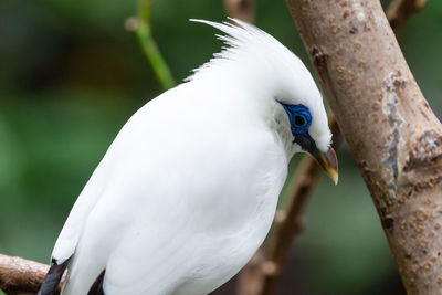 Close-up of white bird perching on a branch