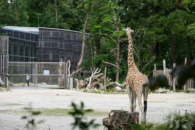 View of giraffe in zoo