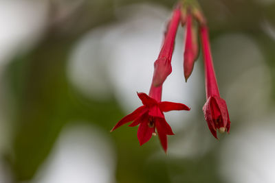 Close-up of red flowers