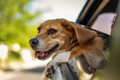 Close-up of dog looking away