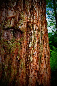 Close-up of tree trunk