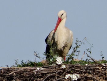 Low angle view of bird perching against clear sky