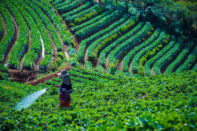 Woman spraying water on plants at agricultural field