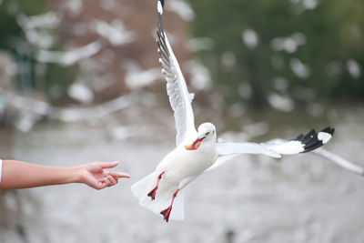 Low angle view of seagull flying