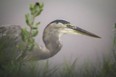 Close-up of a bird