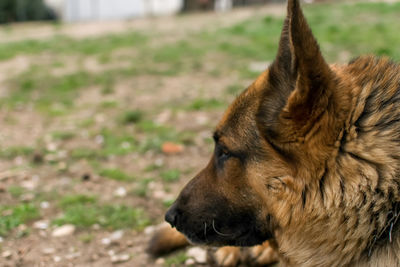 Close-up of a dog looking away