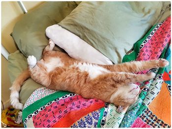High angle view of cat sleeping on bed at home