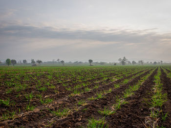 Scenic view of agricultural field against sky