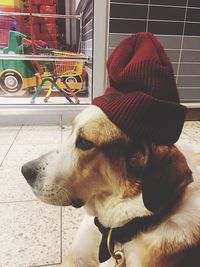 Dog looking at camera