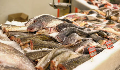 Fish for sale in market