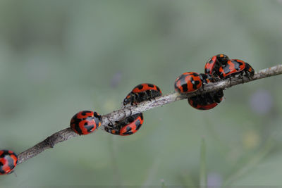 Close-up of ladybug on plant