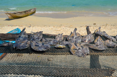 High angle view of fish on beach