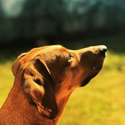 Close-up of a dog on field