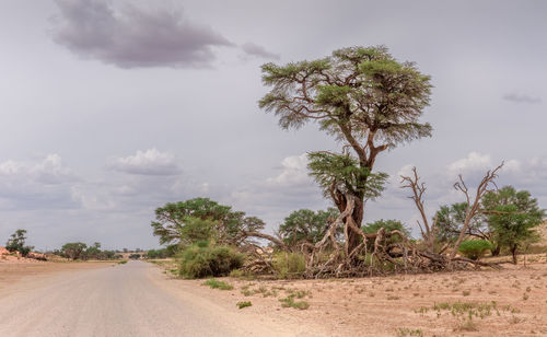 Trees by road against sky