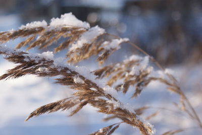 Close-up of frozen plant against sky