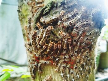 Close-up of insect on tree trunk