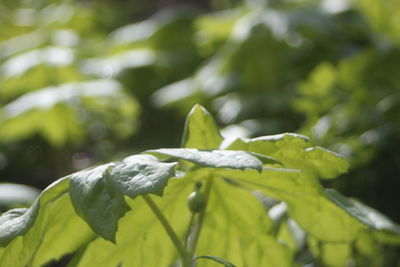 Close-up of fresh green leaves