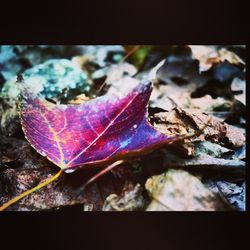 Close-up of leaves against blurred background