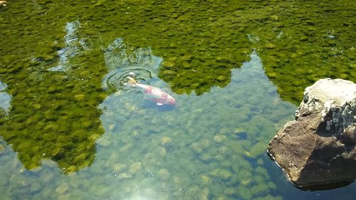 High angle view of fish swimming in lake