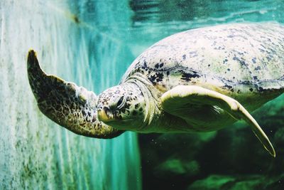 Turtle swimming in sea