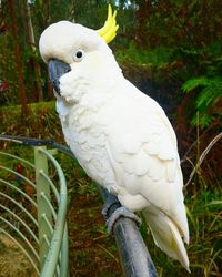 Close-up of parrot perching on tree