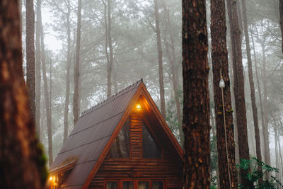 Close-up of house roof against trees in forest