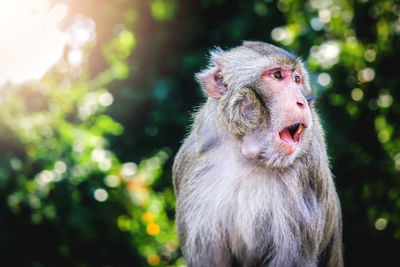 Close-up of monkey on tree