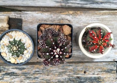 High angle view of potted plants on table