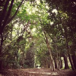 Trees in forest