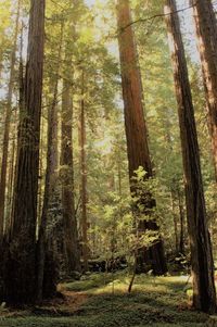 Pine trees in forest