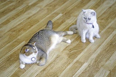 High angle view of cats on floor at home