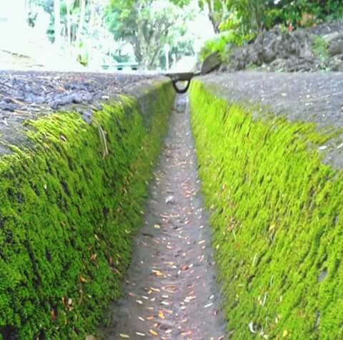 VIEW OF NARROW STREAM ALONG TREES